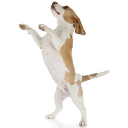 Dog Training: Teaching Puppy Not to Jump or Bite